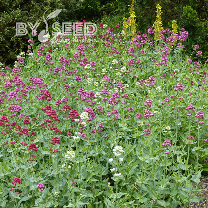 Valériane des Jardins Mix