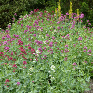 Valériane des Jardins Mix