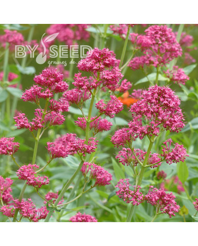 Valériane des jardins Pretty Betsy (Coccineus) rouge