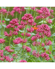 Valériane des Jardins Mix