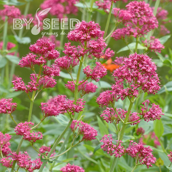Valériane des jardins Pretty Betsy (Coccineus) rouge