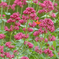 Valériane des jardins Pretty Betsy (Coccineus) rouge