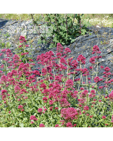 Valériane des jardins Pretty Betsy (Coccineus) rouge