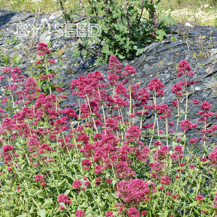 Valériane des jardins Pretty Betsy (Coccineus) rouge