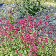 Valériane des jardins Pretty Betsy (Coccineus) rouge