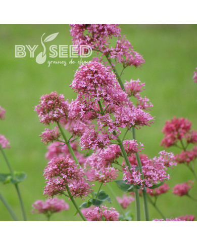 Valériane des jardins Rosato (rose)