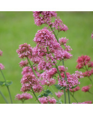 Valériane des jardins Pretty Betsy (Coccineus) rouge