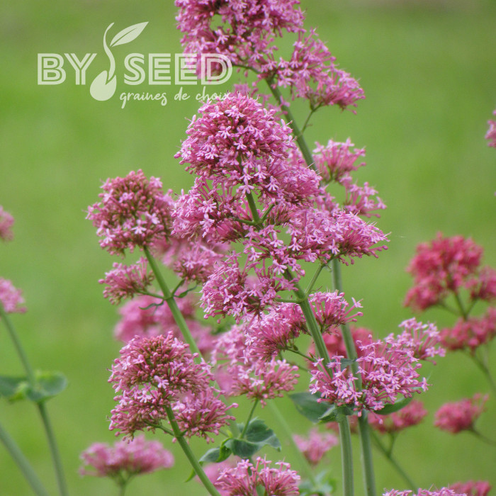 Valériane des jardins Rosato (rose)