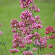 Valériane des jardins Rosato (rose)
