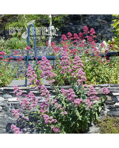 Valériane des jardins Rosato (rose)