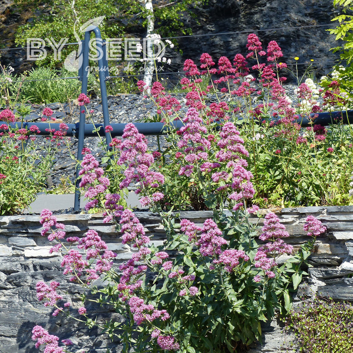 Valériane des jardins Rosato (rose)