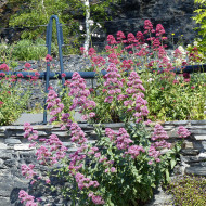 Valériane des jardins Rosato (rose)