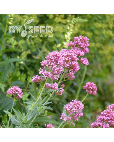 Valériane des jardins Rosato (rose)