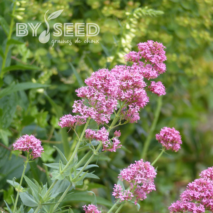 Valériane des jardins Rosato (rose)