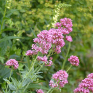 Valériane des jardins Rosato (rose)