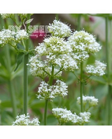 Valériane des jardins Snowcloud (Albus) blanche