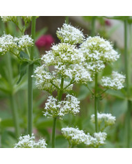 Valériane des jardins Rosato (rose)