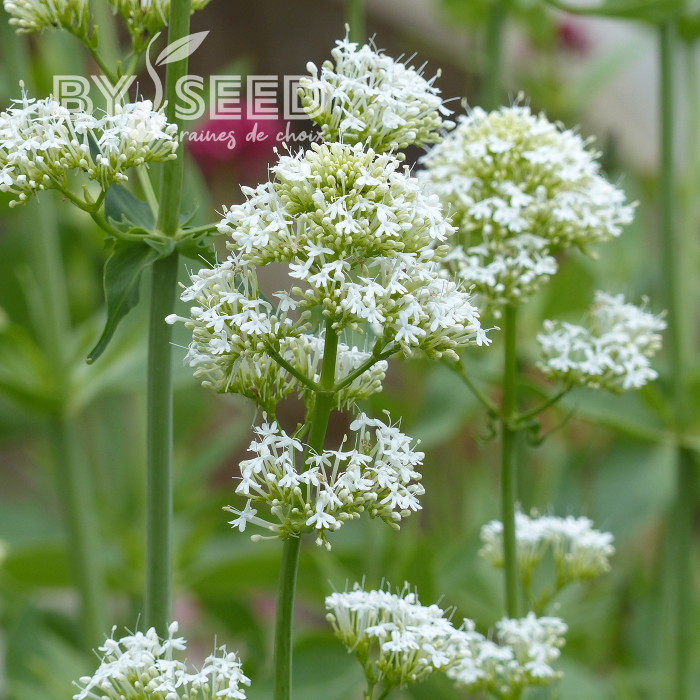 Valériane des jardins Snowcloud (Albus) blanche