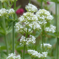 Valériane des jardins Snowcloud (Albus) blanche