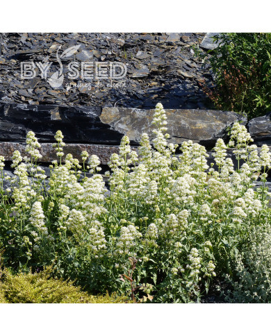 Valériane des jardins Snowcloud (Albus) blanche
