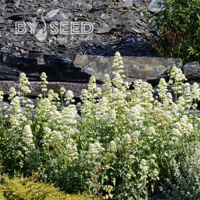 Valériane des jardins Snowcloud (Albus) blanche