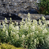 Valériane des jardins Snowcloud (Albus) blanche