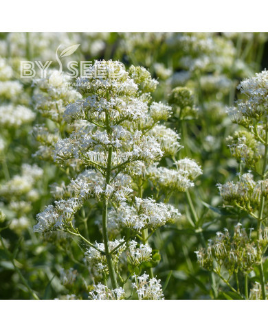 Valériane des jardins Snowcloud (Albus) blanche