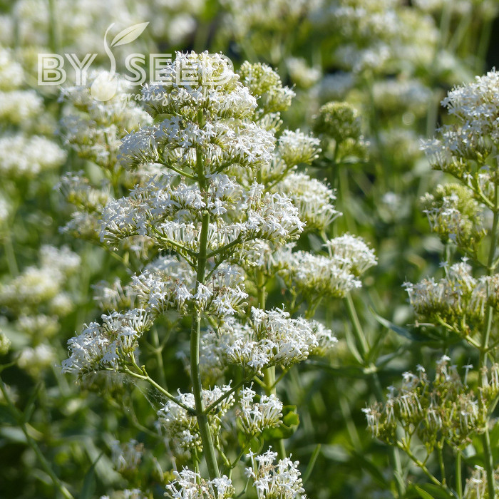 Valériane des jardins Snowcloud (Albus) blanche