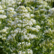 Valériane des jardins Snowcloud (Albus) blanche