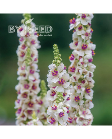 Verbascum Snowy Spire (graines enrobées)