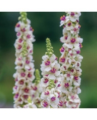 Verbascum Southern Charm Mix