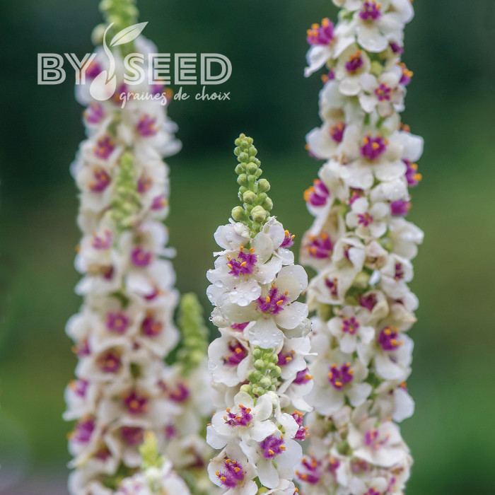 Verbascum Snowy Spire (graines enrobées)
