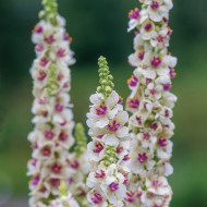 Verbascum Snowy Spire (graines enrobées)