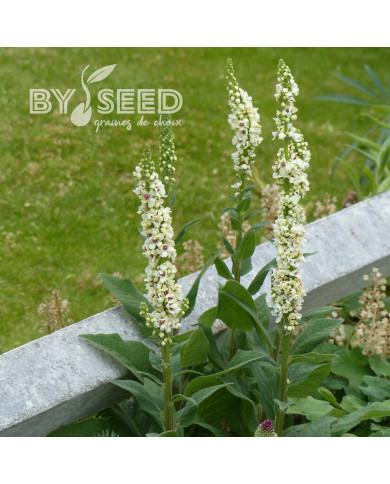 Verbascum Snowy Spire (graines enrobées)