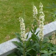 Verbascum Snowy Spire (graines enrobées)