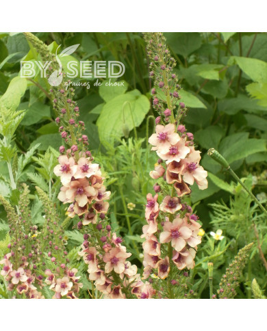 Verbascum Southern Charm Mix
