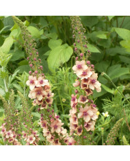 Grande Marguerite Silver Princess naine