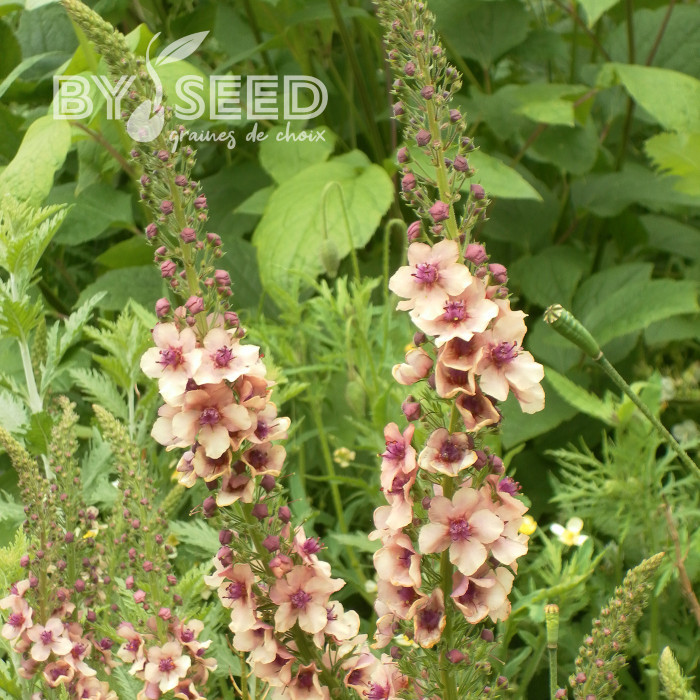 Verbascum Southern Charm Mix