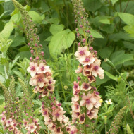 Verbascum Southern Charm Mix