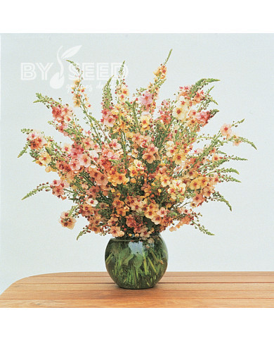 Verbascum Southern Charm Mix