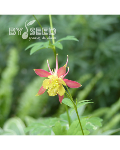 Ancolie skinneri Tequila Sunrise