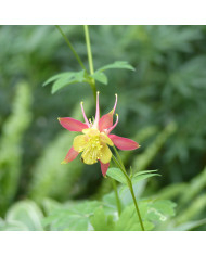 Ancolie White Barlow