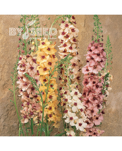 Verbascum Southern Charm Mix