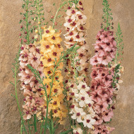 Verbascum Southern Charm Mix