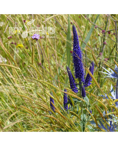Véronique spicata Bleue