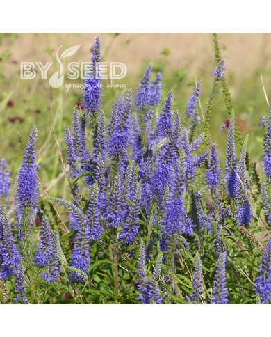 Véronique spicata Bleue