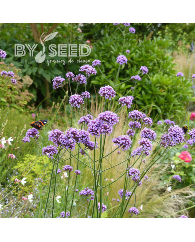 Verveine bonariensis Buenos Aires