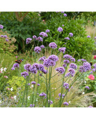 Verveine bonariensis Vanity