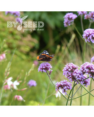 Verveine bonariensis Buenos Aires