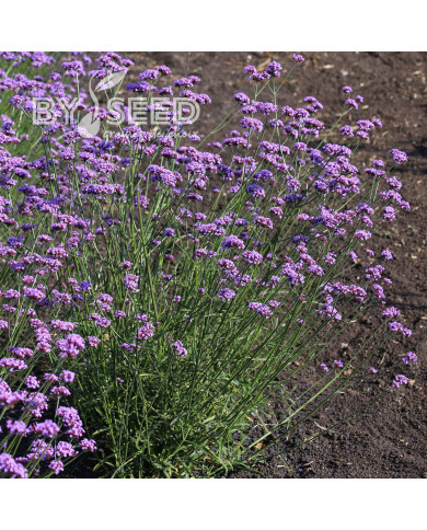 Verveine bonariensis Vanity